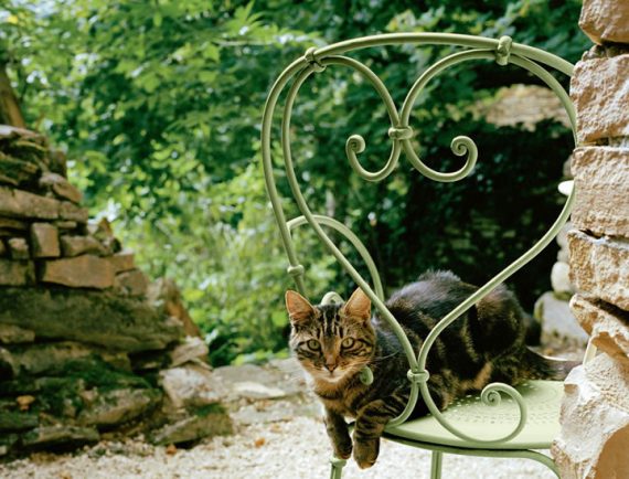 1900 chair in Willow Green (avec chat)