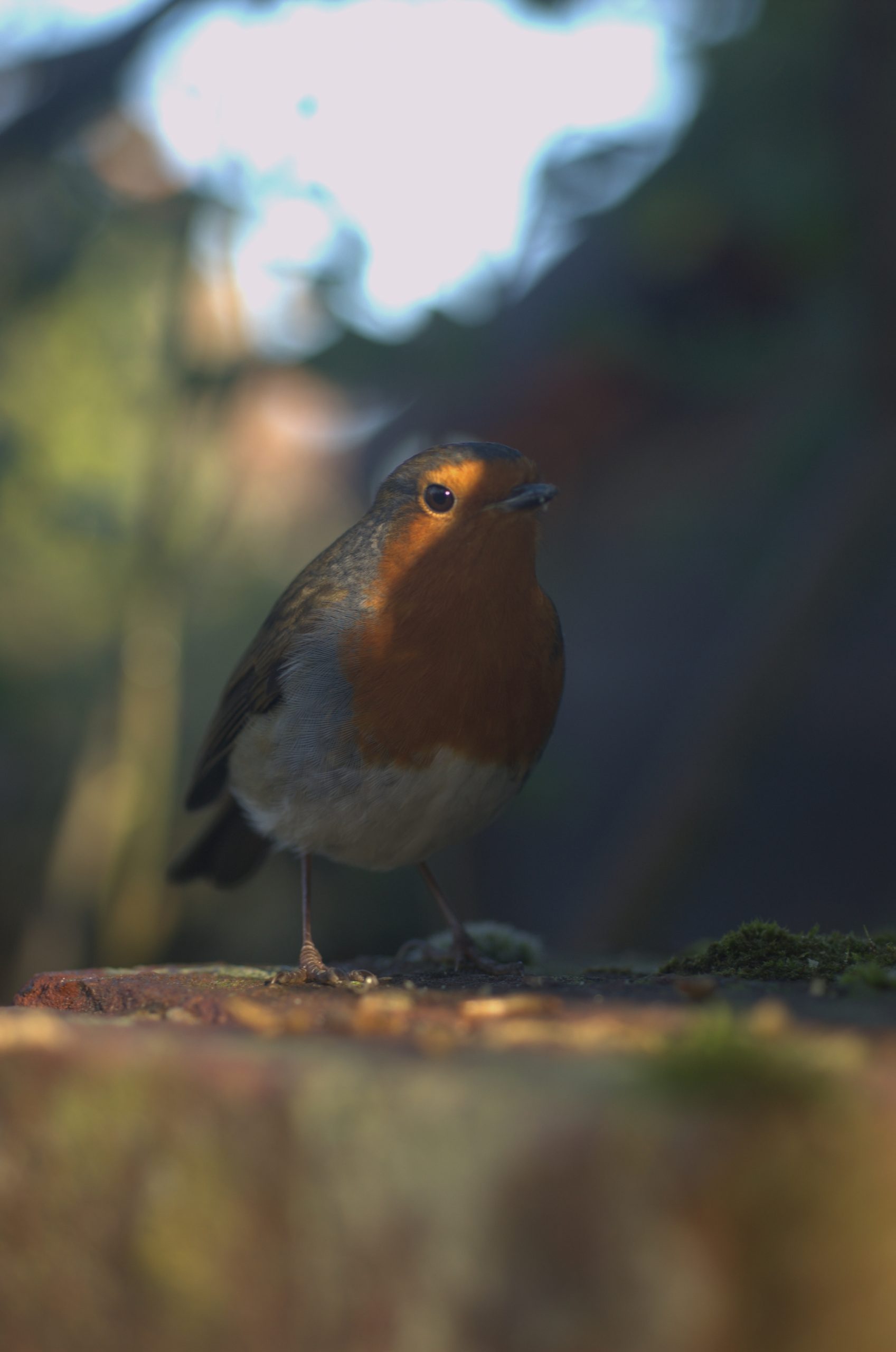 A Robin (again). He could have cleaned the remains of his lunch off his beak - he's got bits of meal worm on there still.