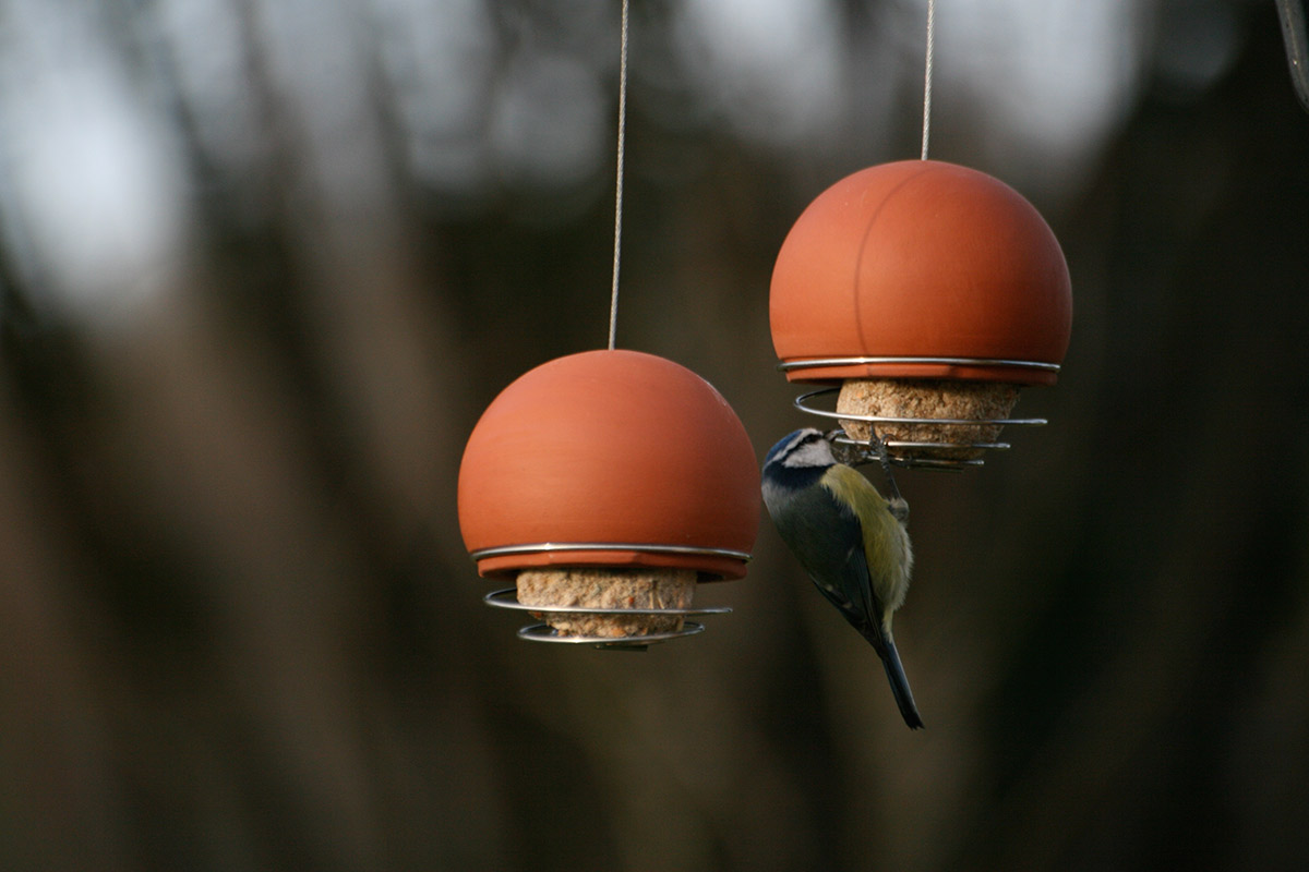 Belle birdfeeder (Blue Tit not included) Belle birdfeeder (Blue Tit not included)