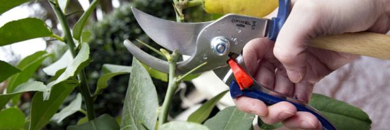 Opinel secateurs