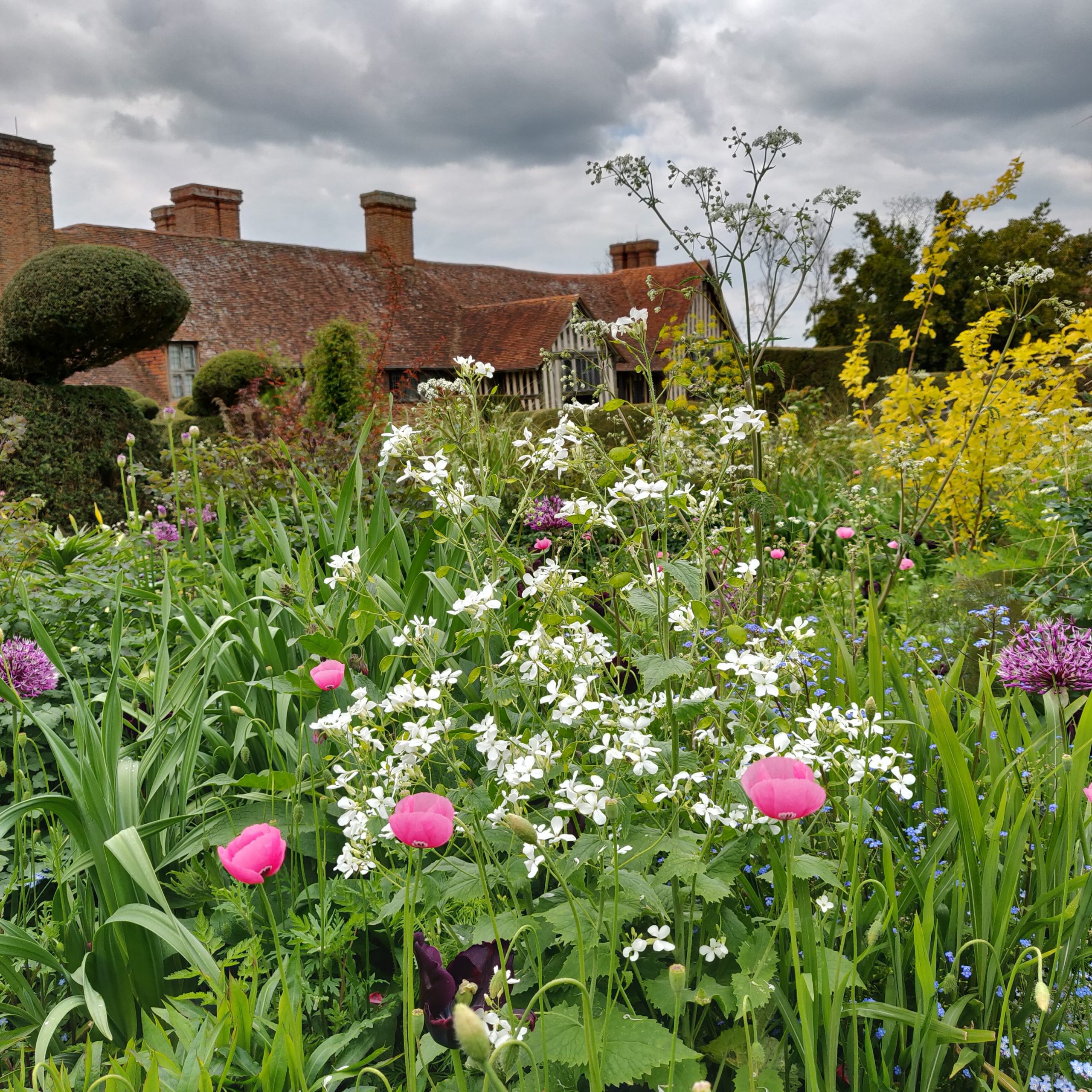 Papaver dubium ssp. lecoqii var. albiflorum at Great Dixter