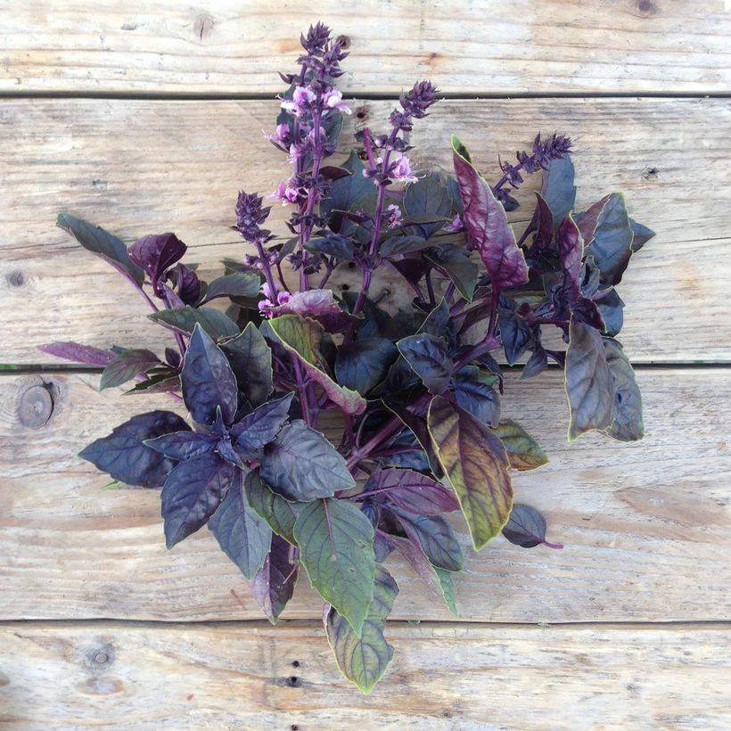 Basil 'Red Rubin' Basil 'Red Rubin'