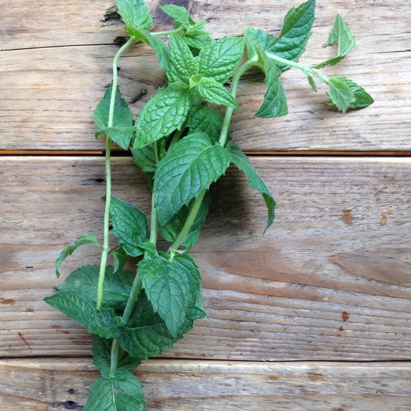 Moroccan Spearmint Moroccan Spearmint