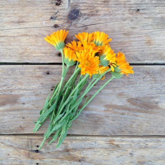 Calendula 'Erfurter Orangefarbige'