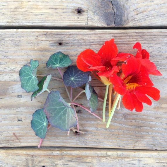 Nasturtium 'Blue Pepe'