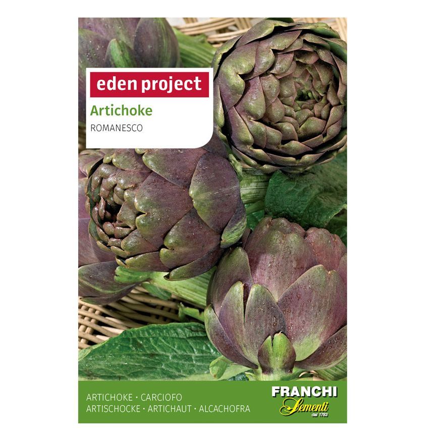 Artichoke 'Violet de Provence' Artichoke 'Violet de Provence'