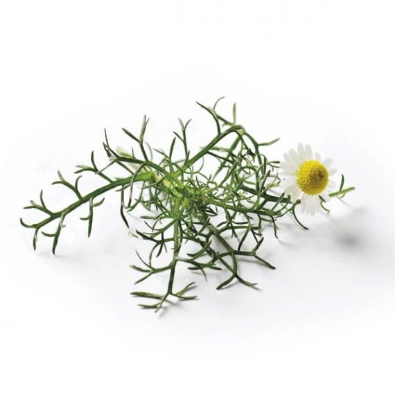 Roman Chamomile