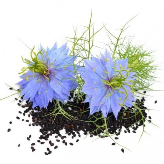Nigella 'Black Cumin'