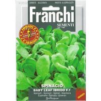 Spinach baby leaf