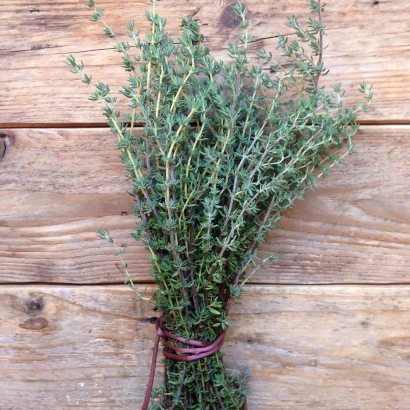 Thyme de Provence Thyme de Provence