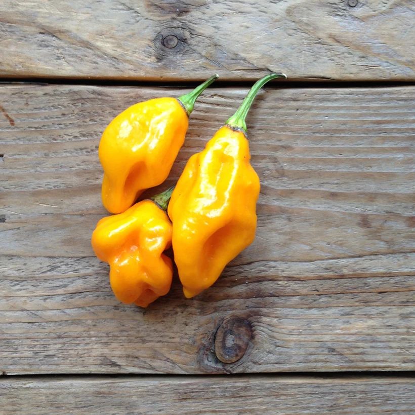 Hot Pepper 'Lemon Habanero'