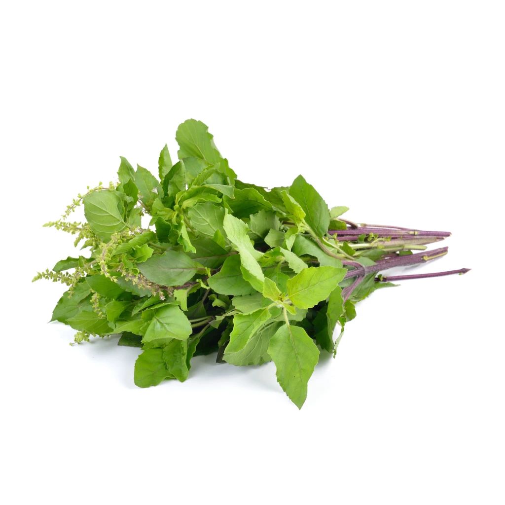Basil Holy Green Basil Holy Green