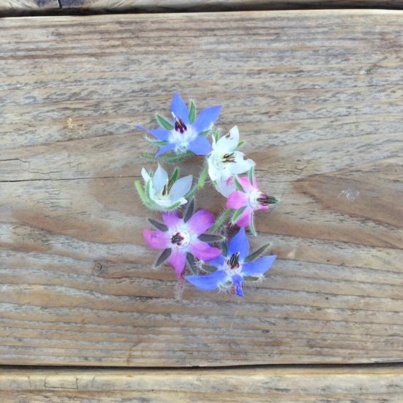 Borage Mixed